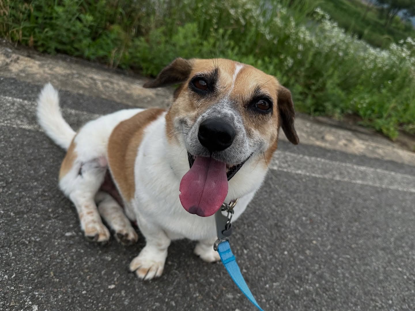 Tori — Jindo Mix available for overseas adoption