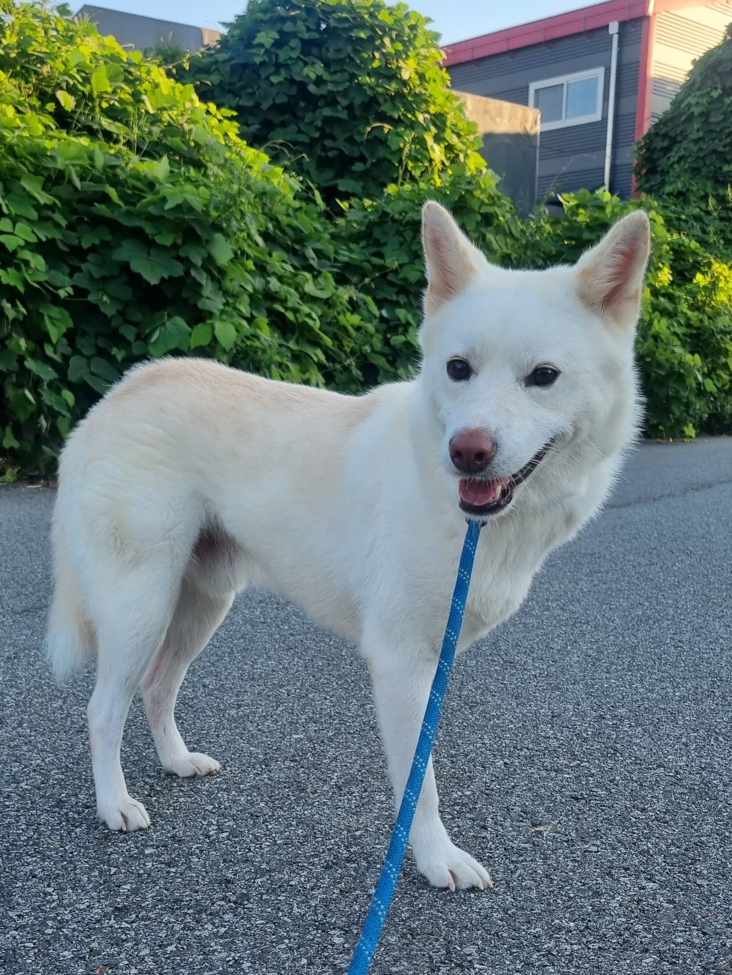 Inseong (인성) — Korean rescue dog available for overseas adoption