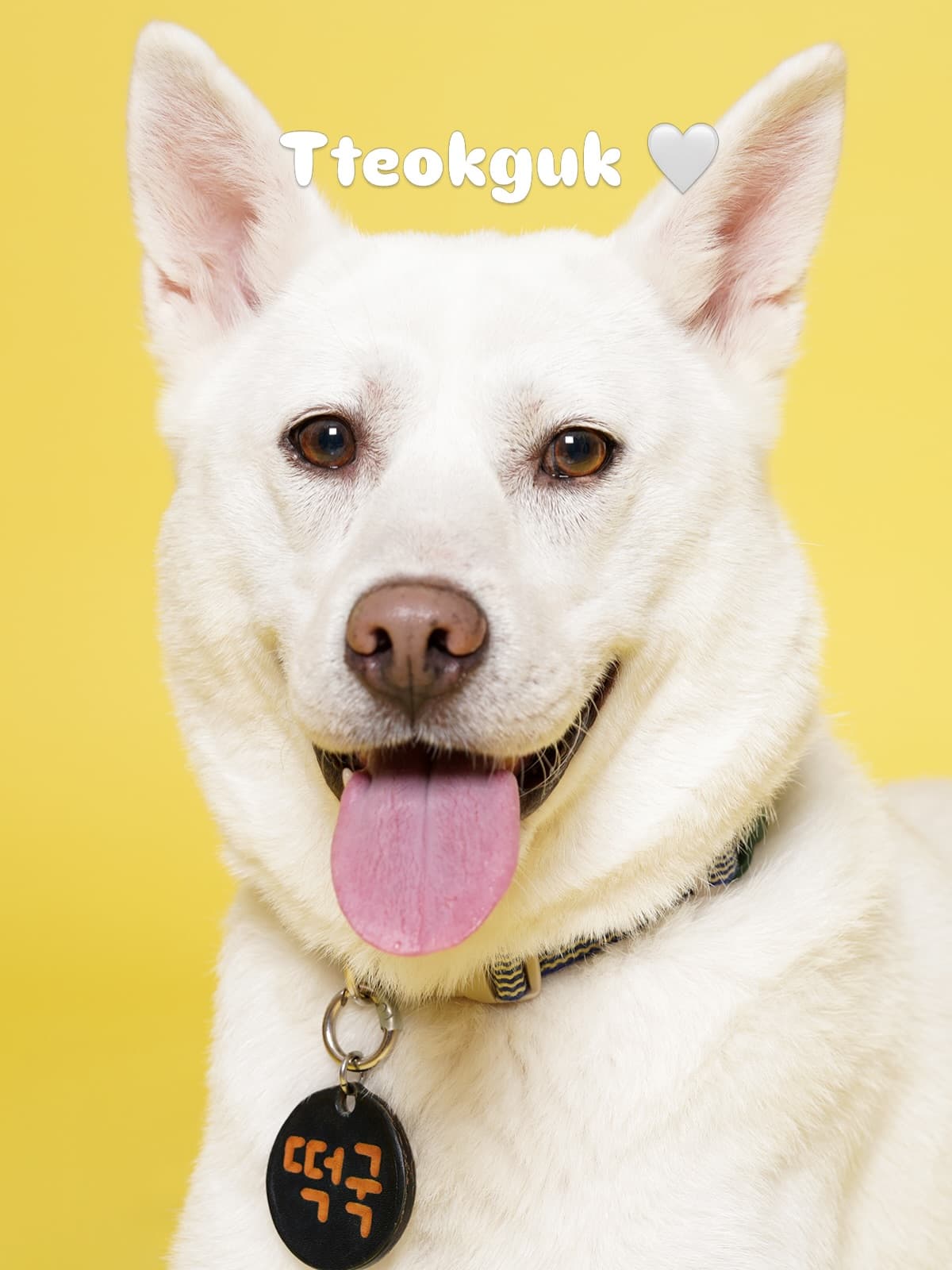 Tteok guk (떡국) — Jindo Mix available for overseas adoption
