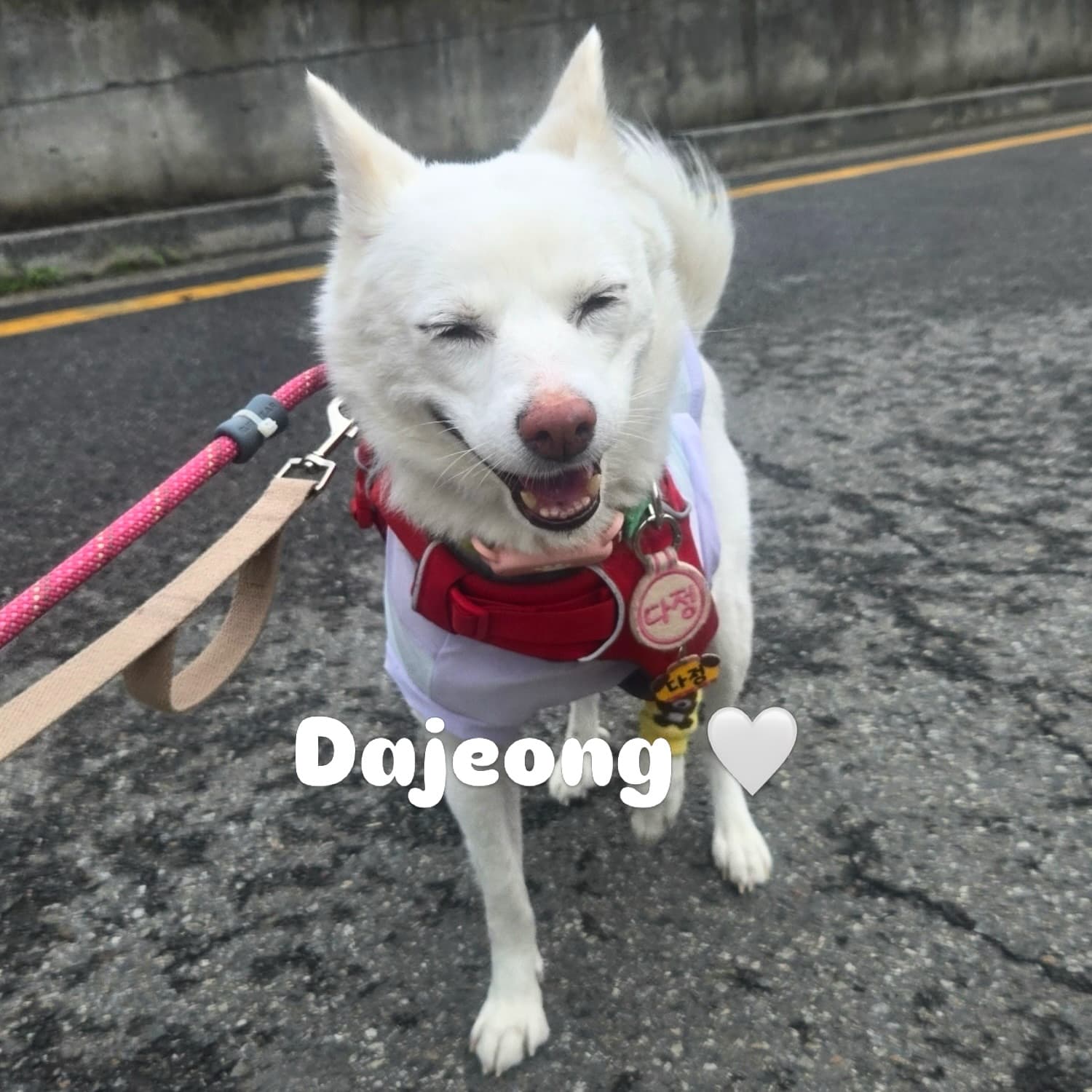 Dajeong (다정) — Jindo mix available for overseas adoption