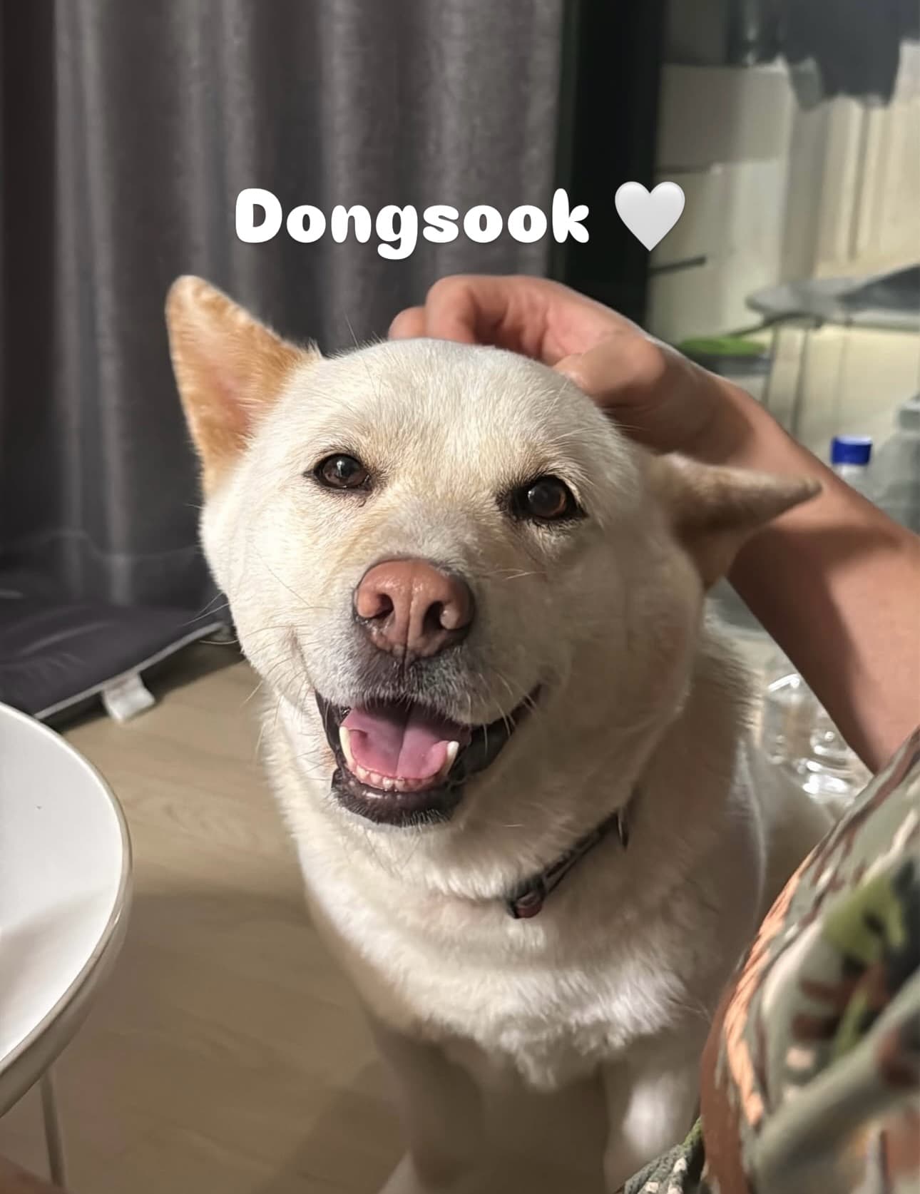 Dongsook (동숙) — Jindo mix available for overseas adoption