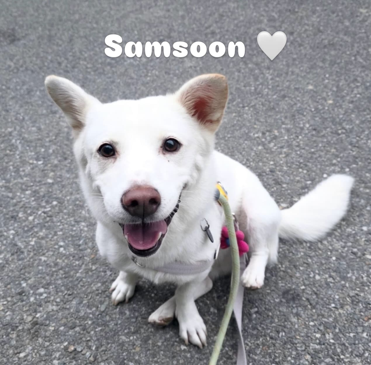 Samsoon (삼순) — Jindo Mix available for overseas adoption