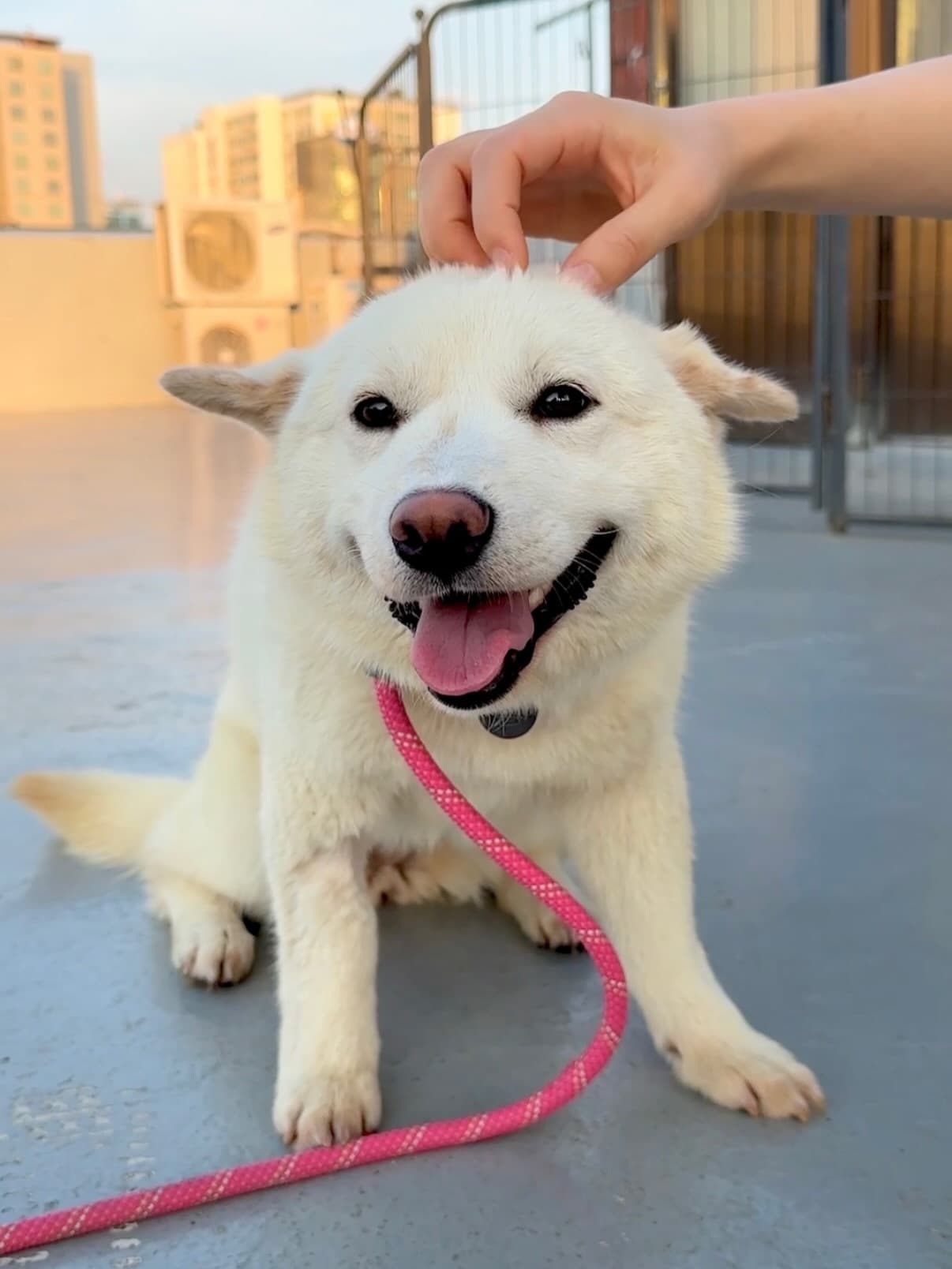 Tinker — Jindo Mix available for overseas adoption