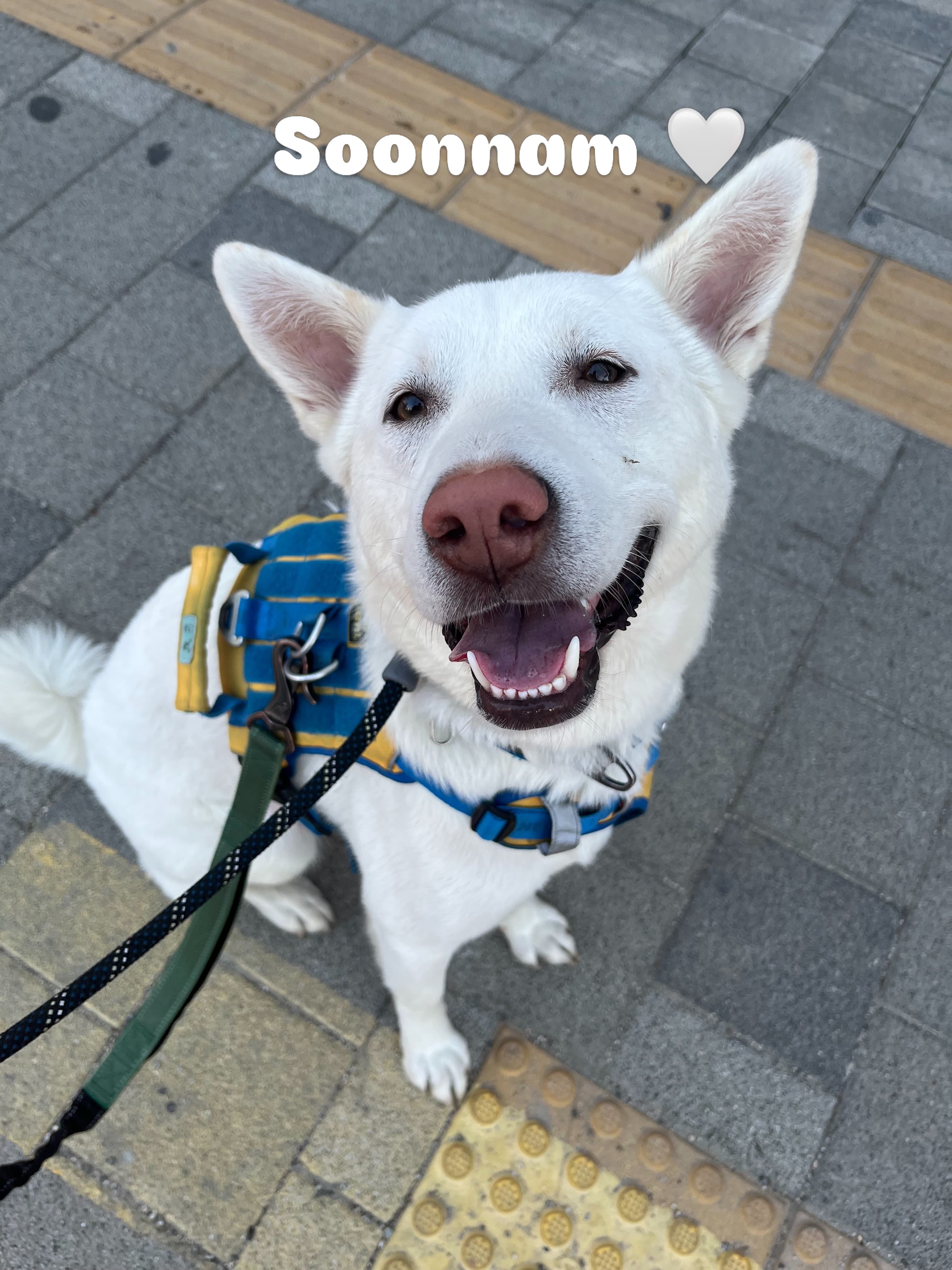 Soon-nam (순남) — Jindo Mix available for overseas adoption