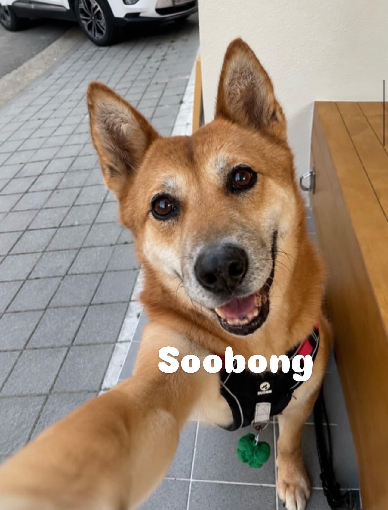 Soobong (수봉) — Jindo Mix available for overseas adoption