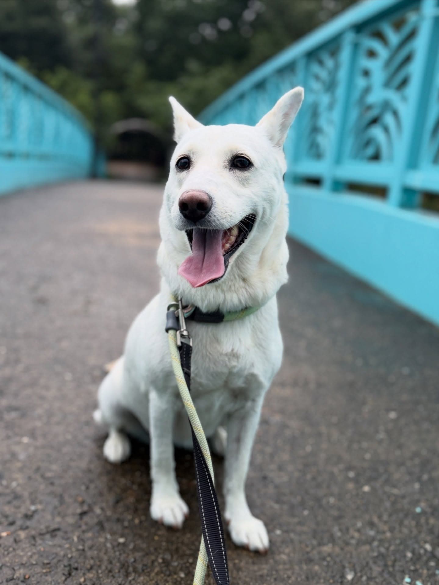 Soon-sim (순심) — Jindo Mix available for overseas adoption