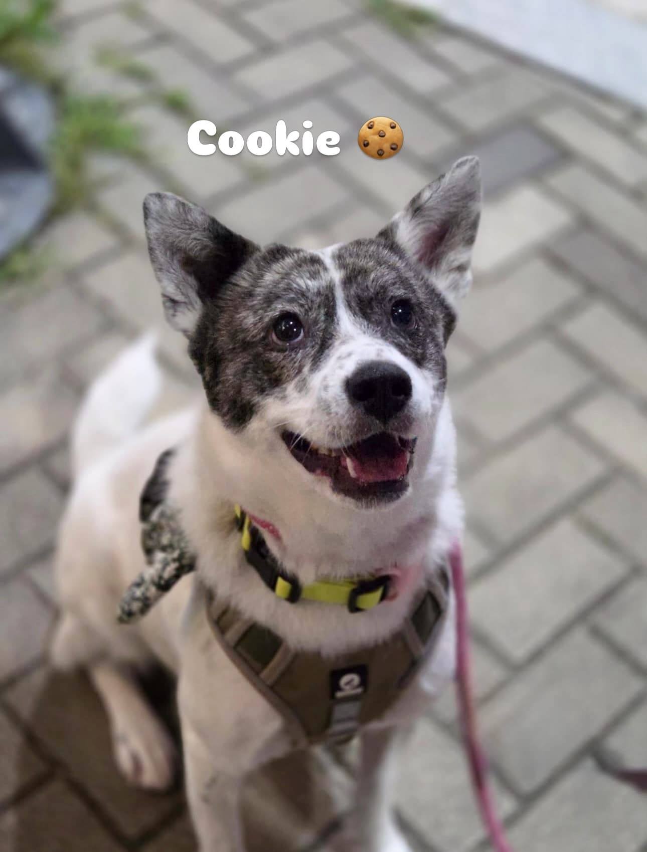 Cookie (쿠키) — Jindo Mix available for overseas adoption