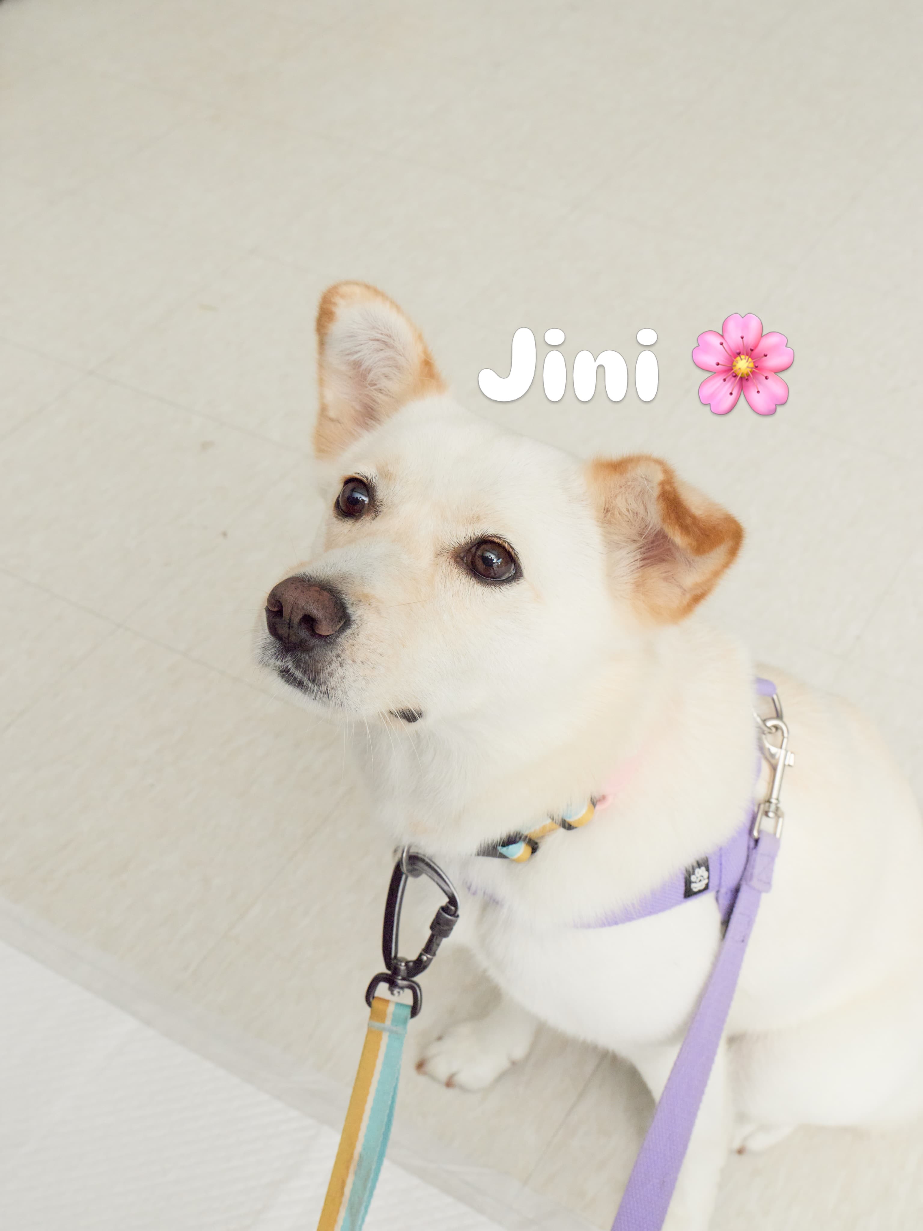 Jini (지니) — Jindo Mix available for overseas adoption