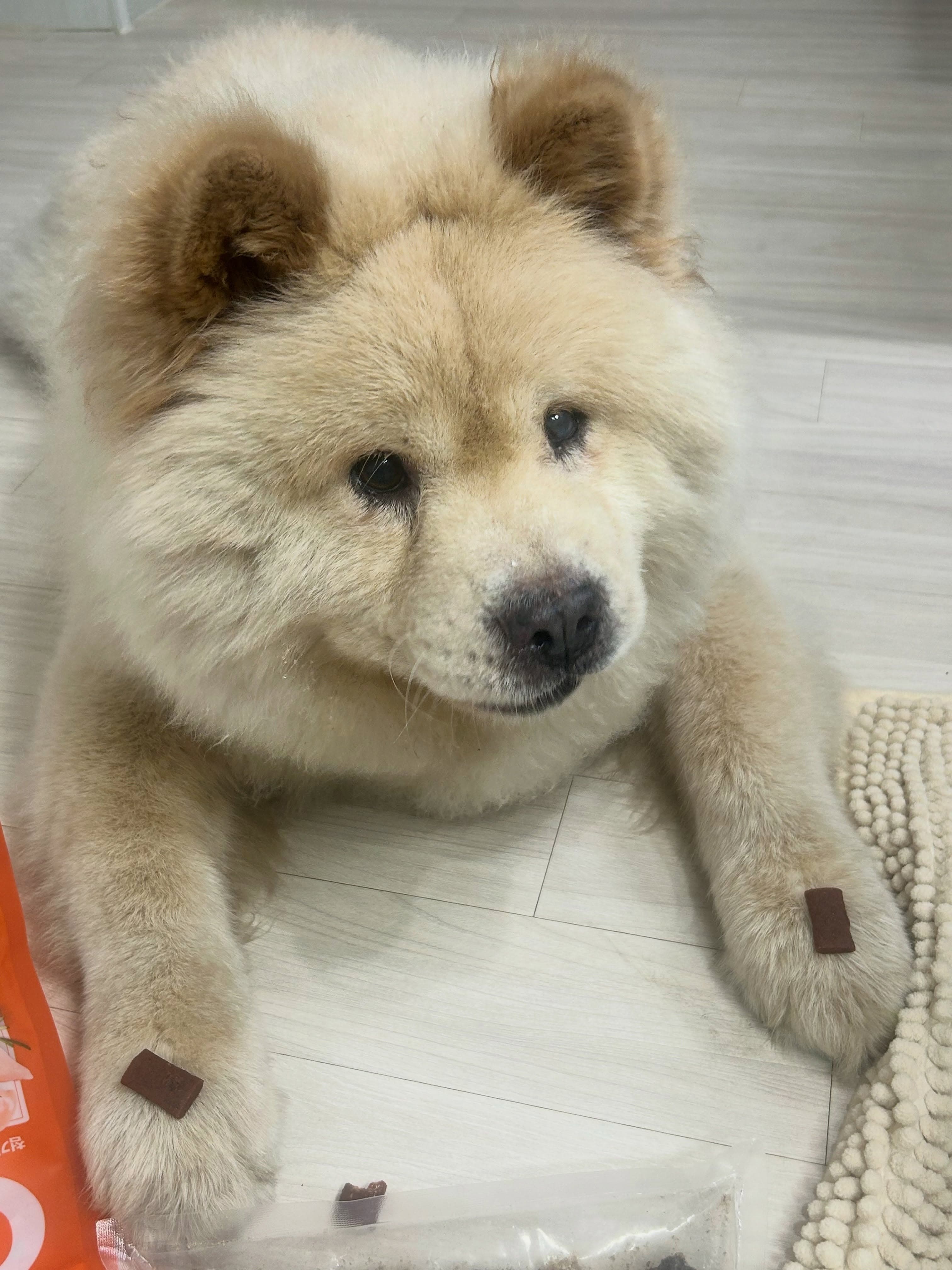 Chadol (차돌) — Jindo Mix available for overseas adoption