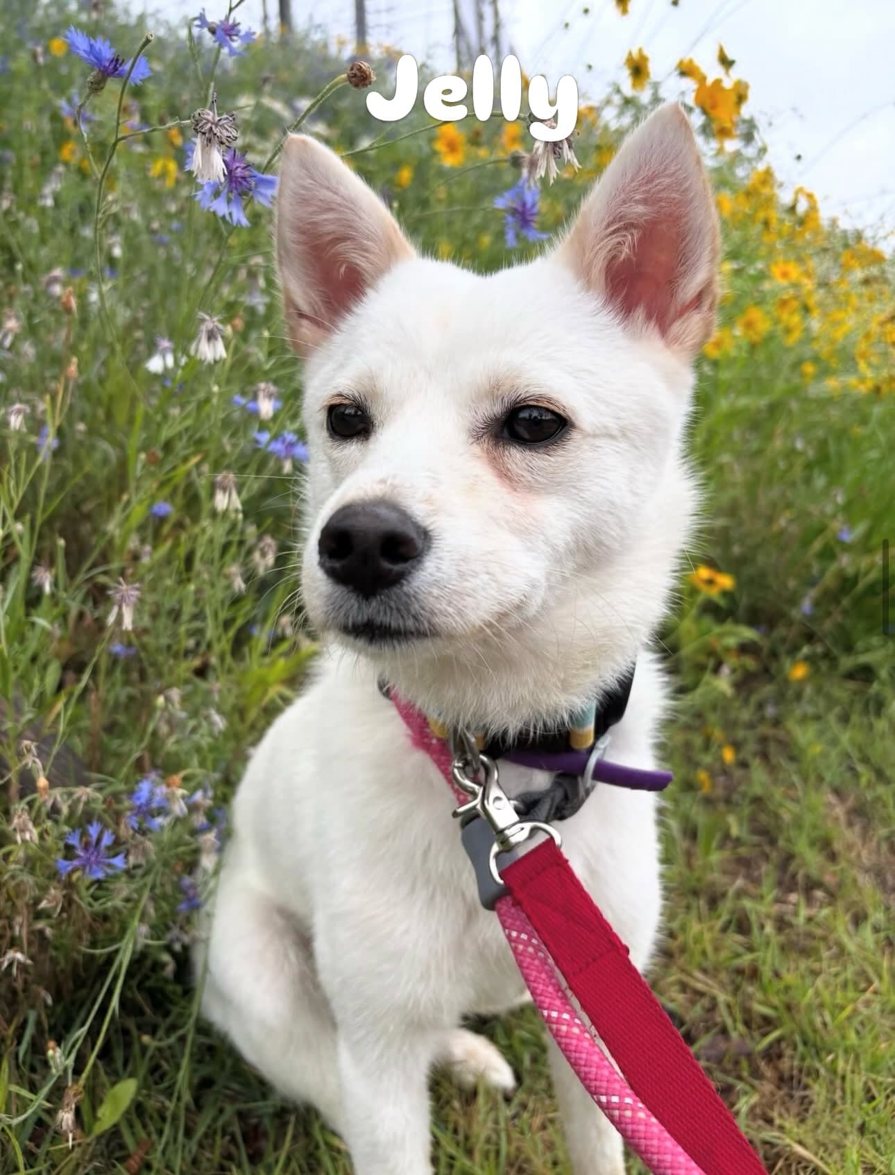 Jelly (젤리) — Jindo mix available for overseas adoption