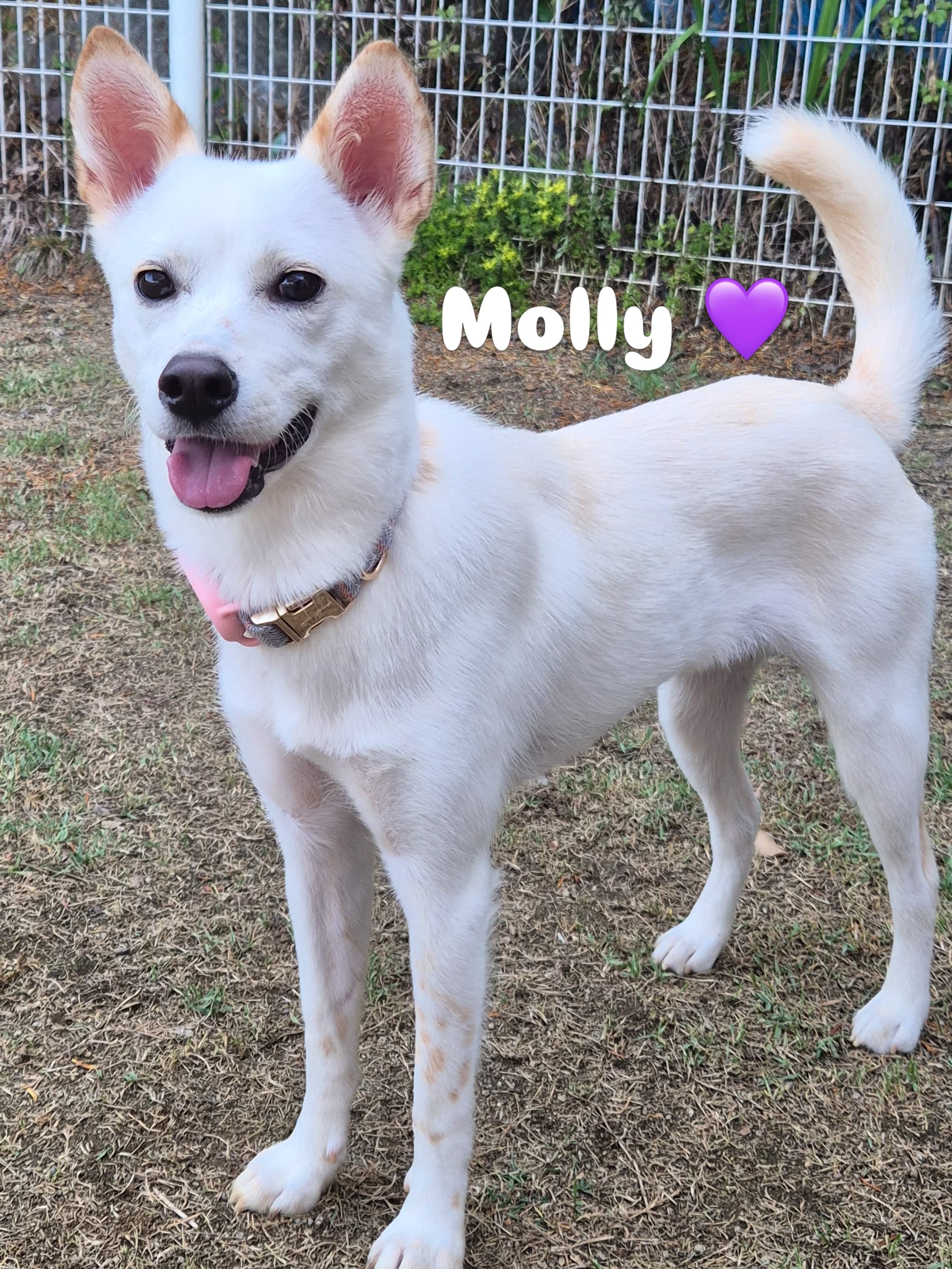 Molly (몰리) — Jindo Mix available for overseas adoption