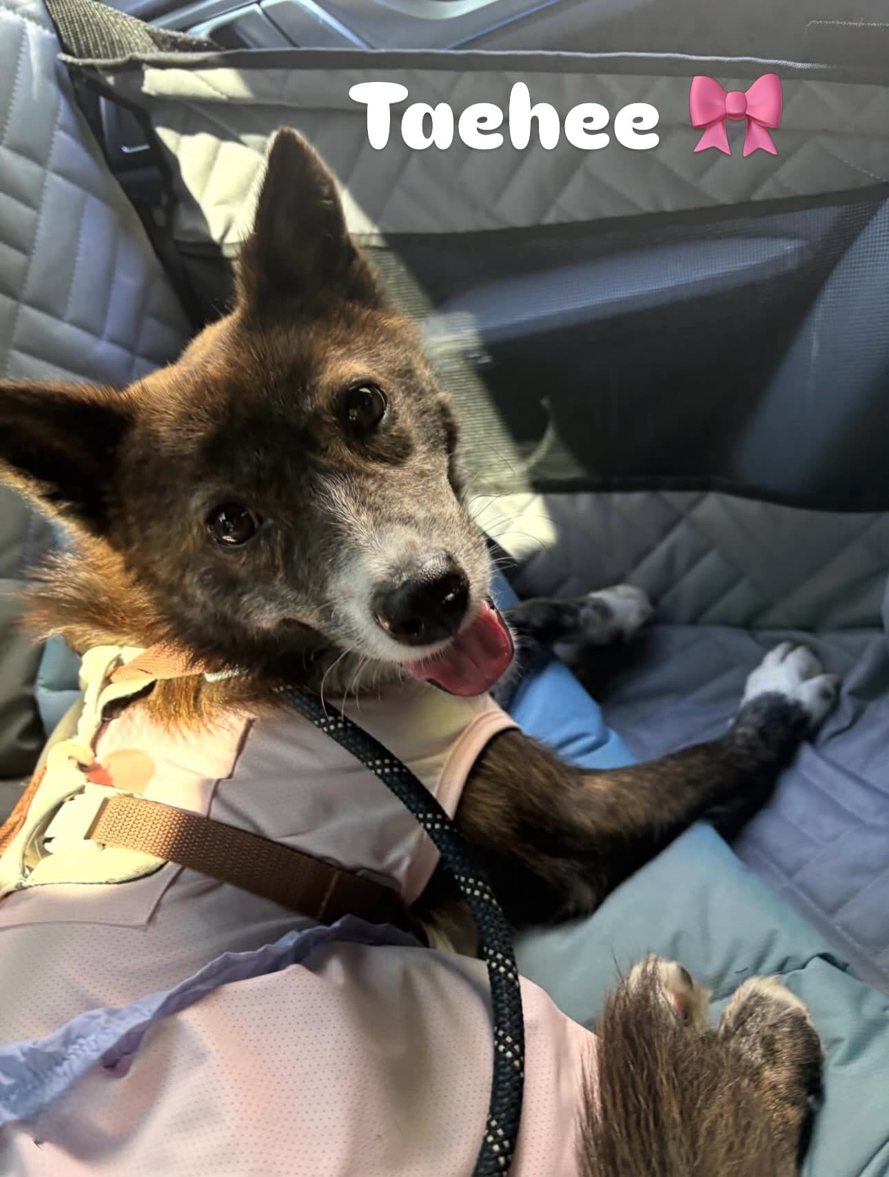 Taehee (태희) — Jindo Mix available for overseas adoption