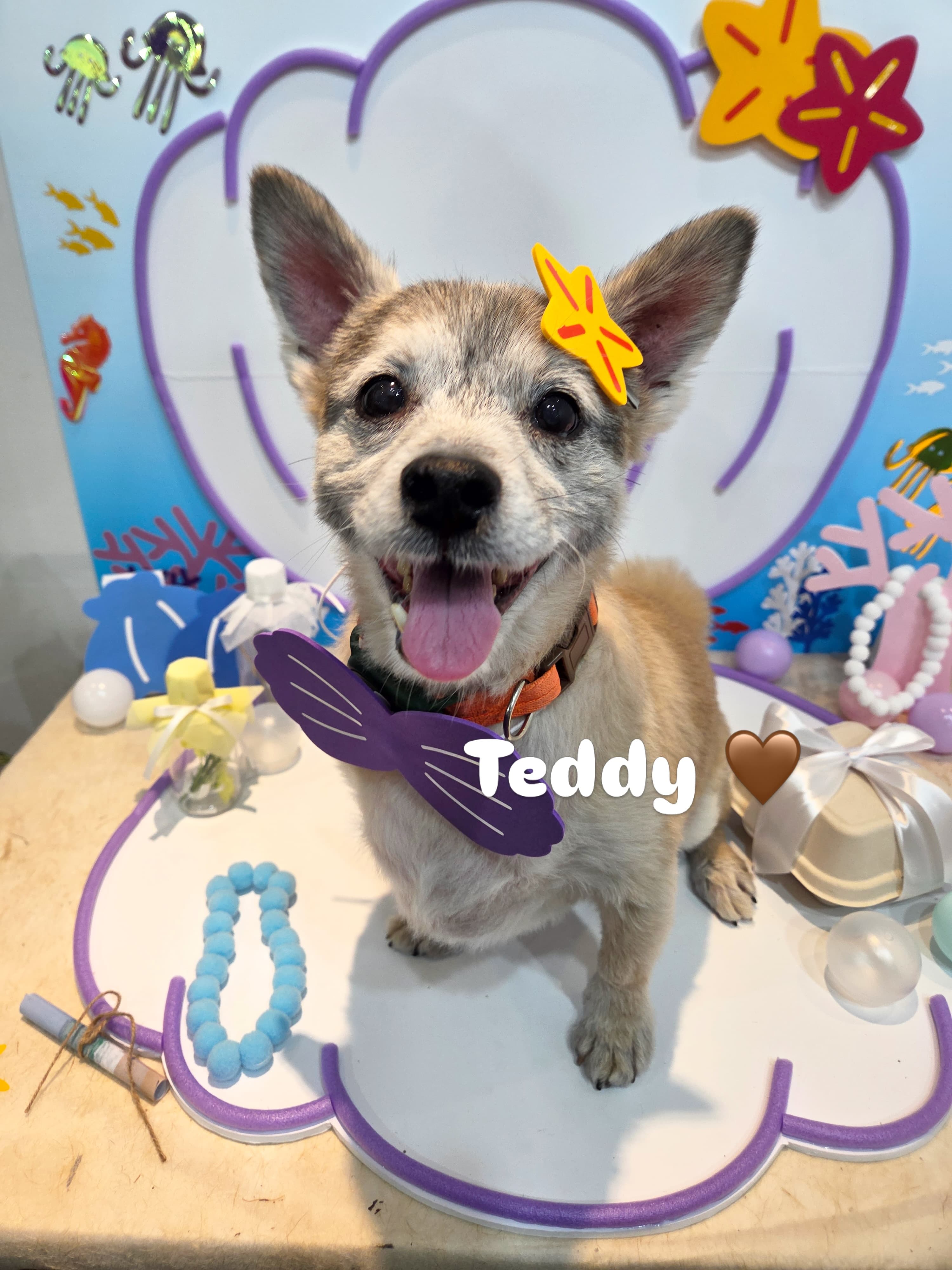 Teddy (테디) — Jindo Mix available for overseas adoption