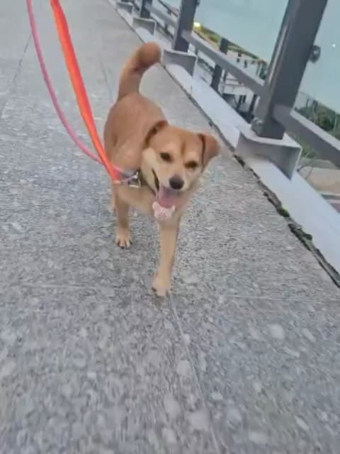 Nari (나리) — Korean rescue dog available for overseas adoption