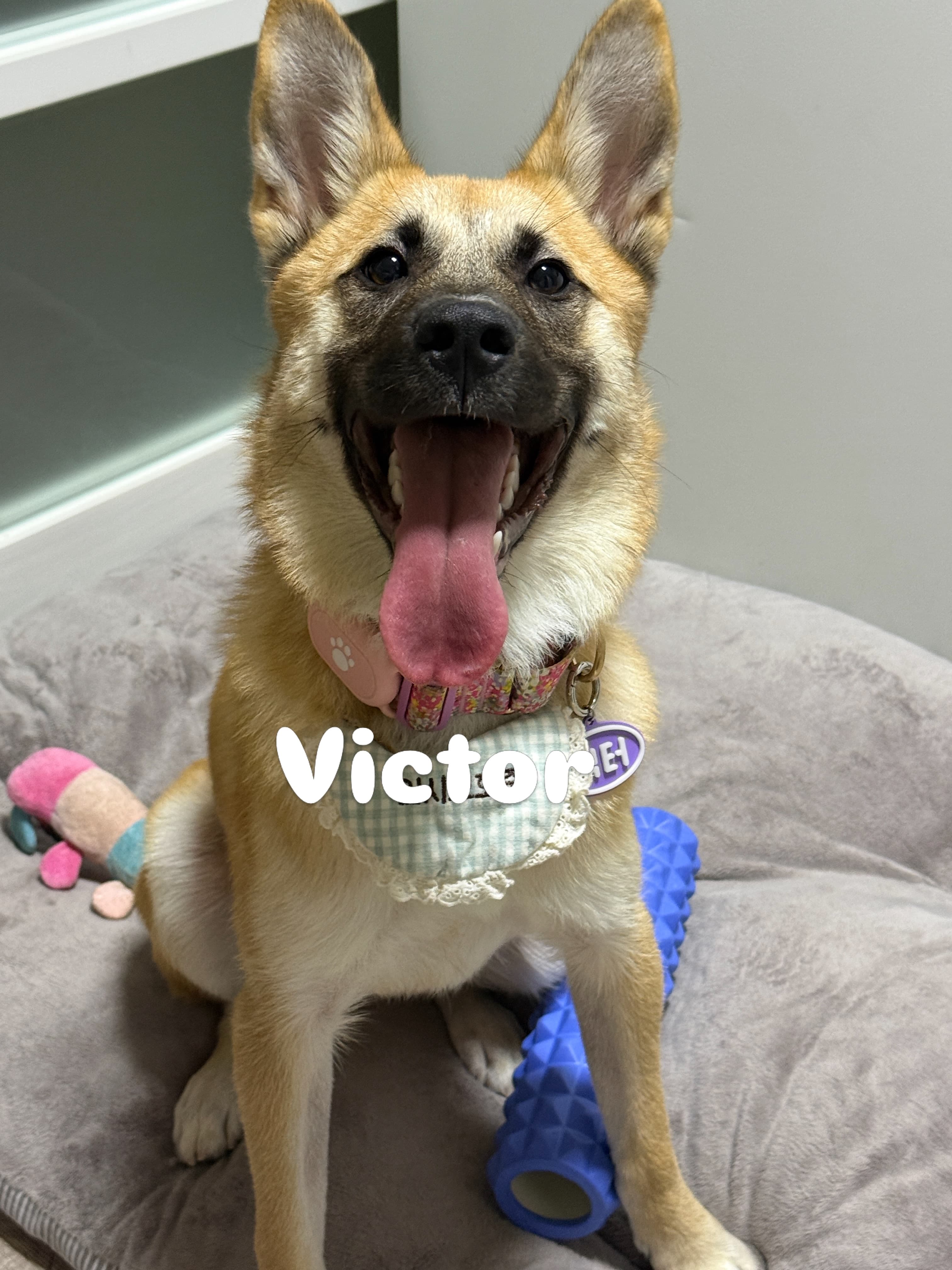 Victor (빅터) — Korean rescue dog available for overseas adoption