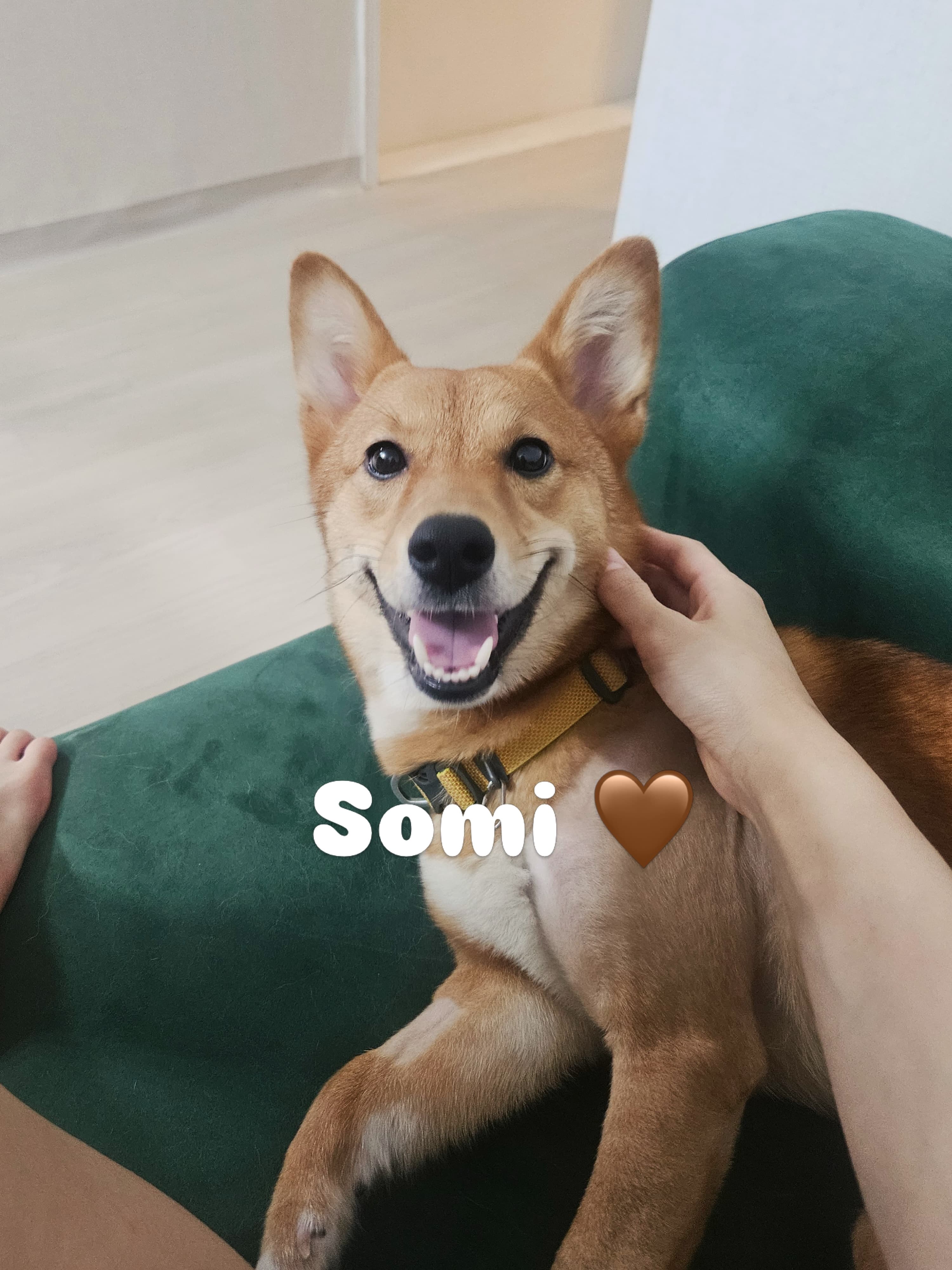 Somi (소미) — Jindo Mix available for overseas adoption