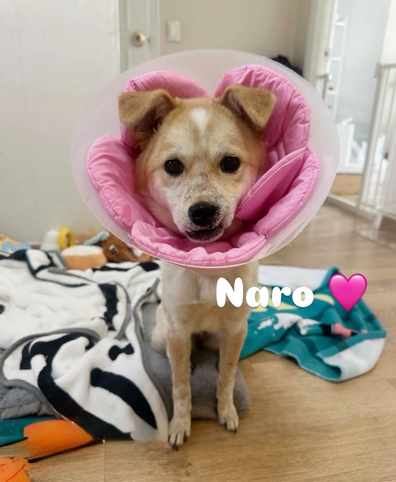 Naro (나로) — Jindo Mix available for overseas adoption
