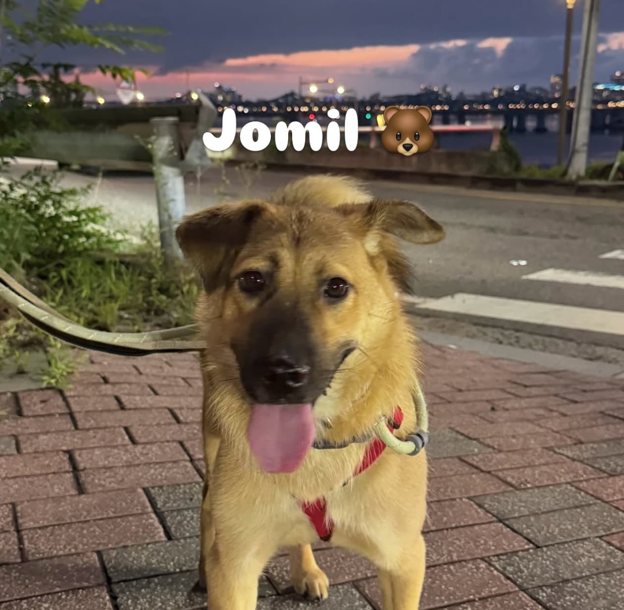 Jomil (조밀) — Jindo Mix available for overseas adoption