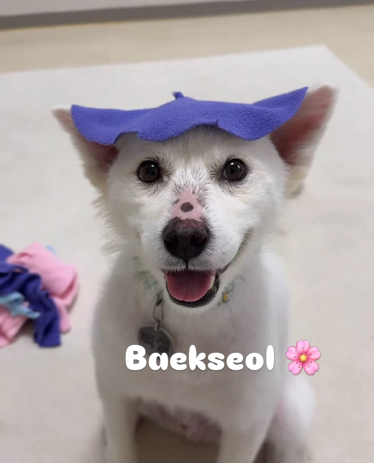 Baekseol (백설) — Jindo mix available for overseas adoption