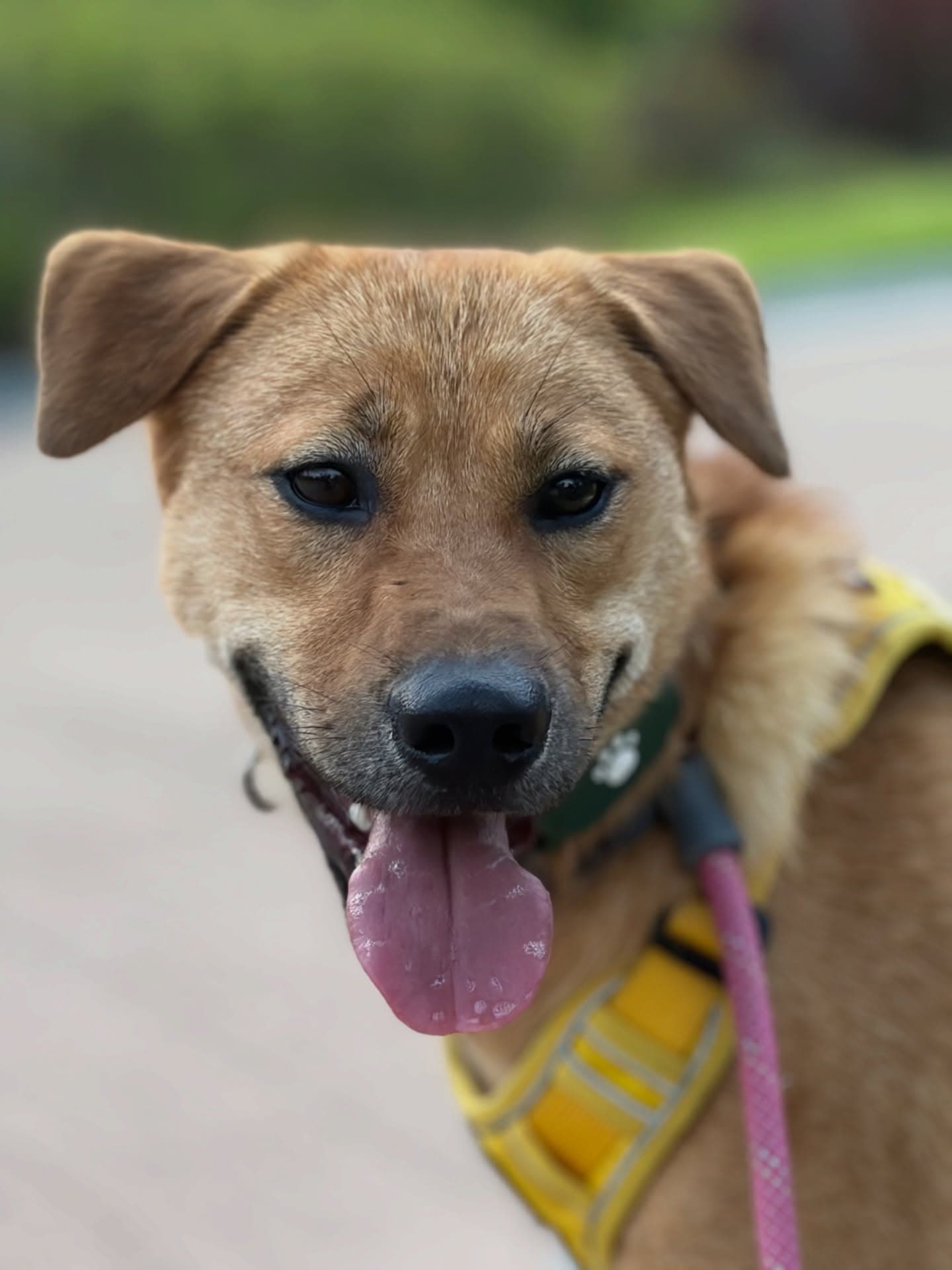 Seja (세자) — Jindo Mix available for overseas adoption
